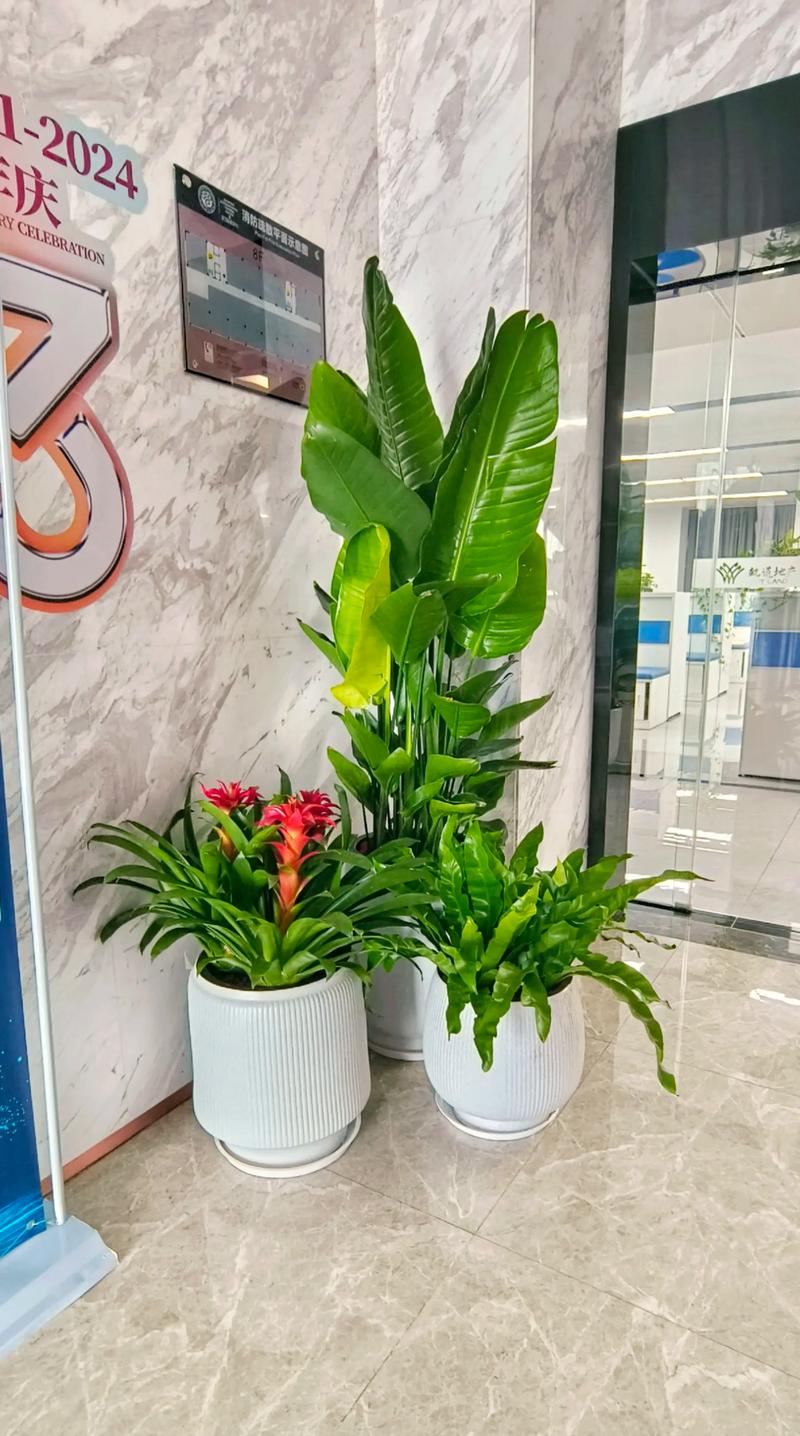 绿植盆栽租赁
