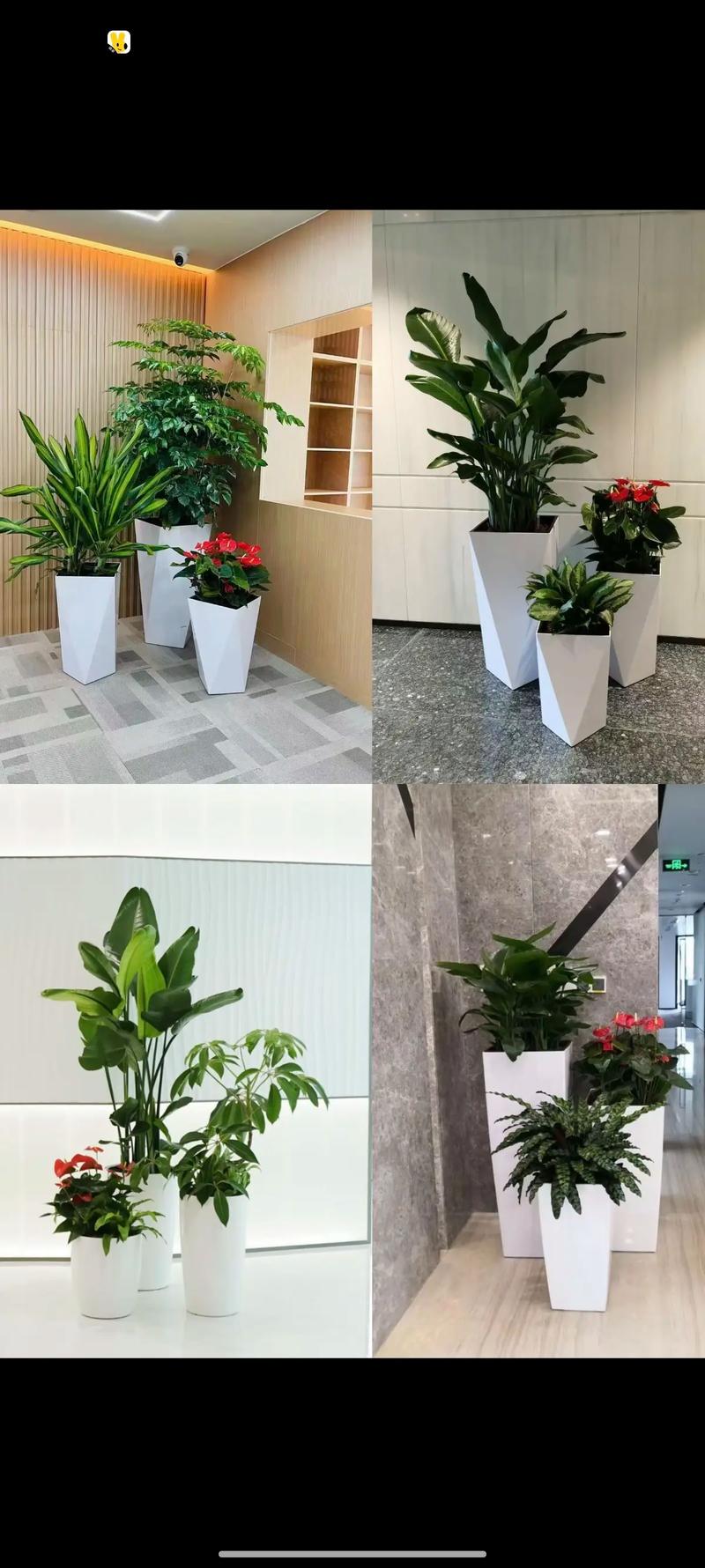 山东鲜花批发：花卉行业的独特魅力